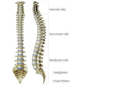 skelet, lichaam, spieren en bottenruggenwervels die ons lichaam ondersteunen.jpg